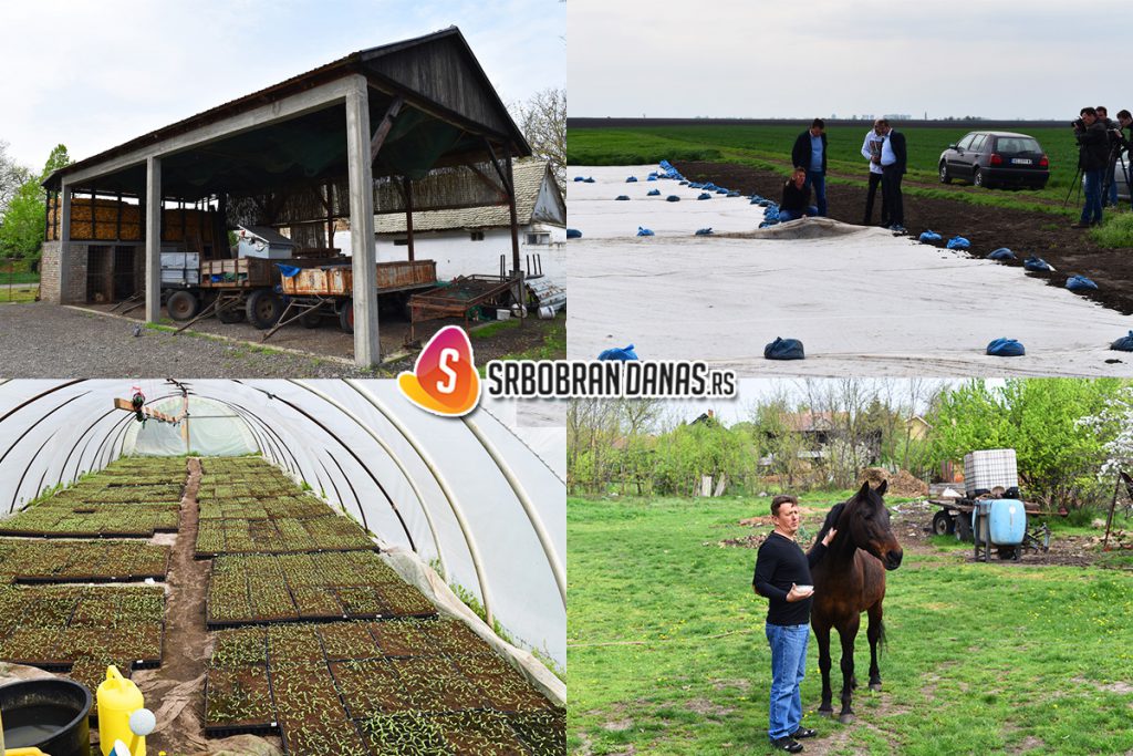 gazdinstvo-krstic-nadalj-4