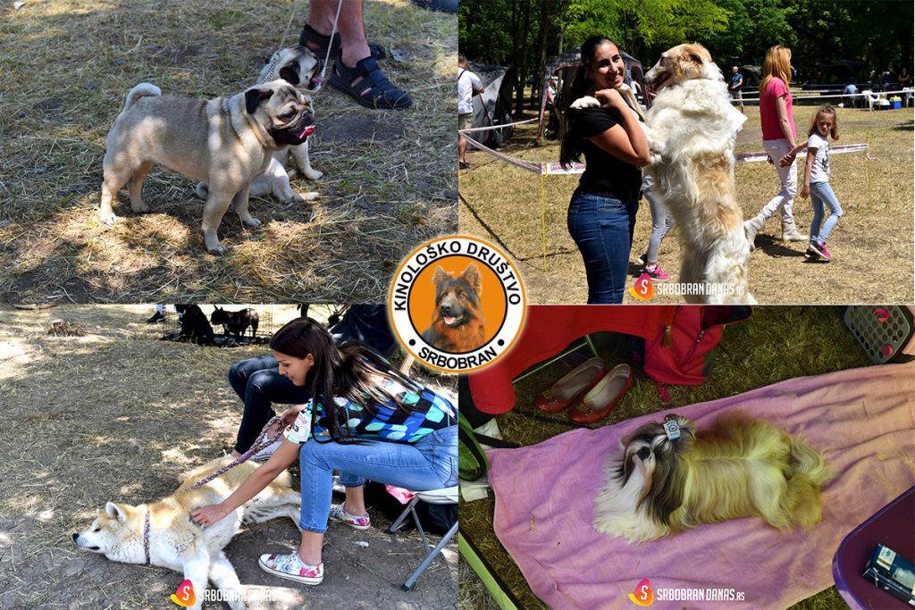 4-slike-cac-srbobran