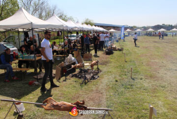 Prasicijada Srbobran