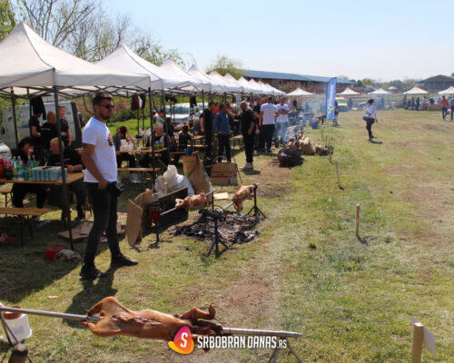 Prasicijada Srbobran